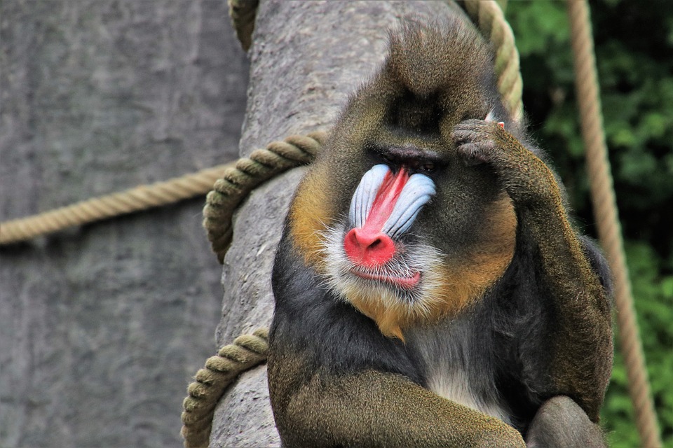 baboon-3656997_960_720.jpg