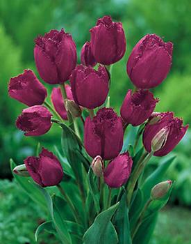 BULB_Tulip_Gypsy_Love_Bouquet_.jpg