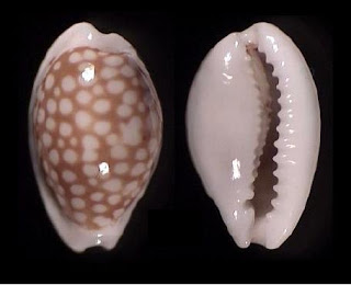 cowrie.jpg