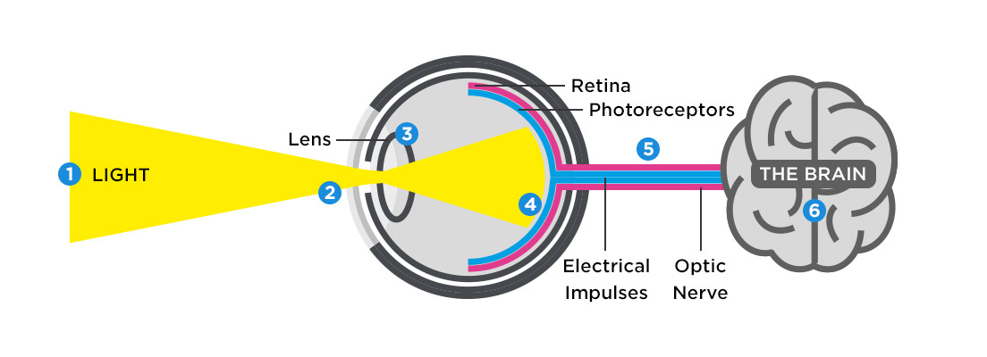 how-do-we-see.jpg