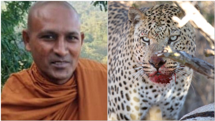 india-hunt-on-for-monk-eating-leopard-daddyhood.jpg