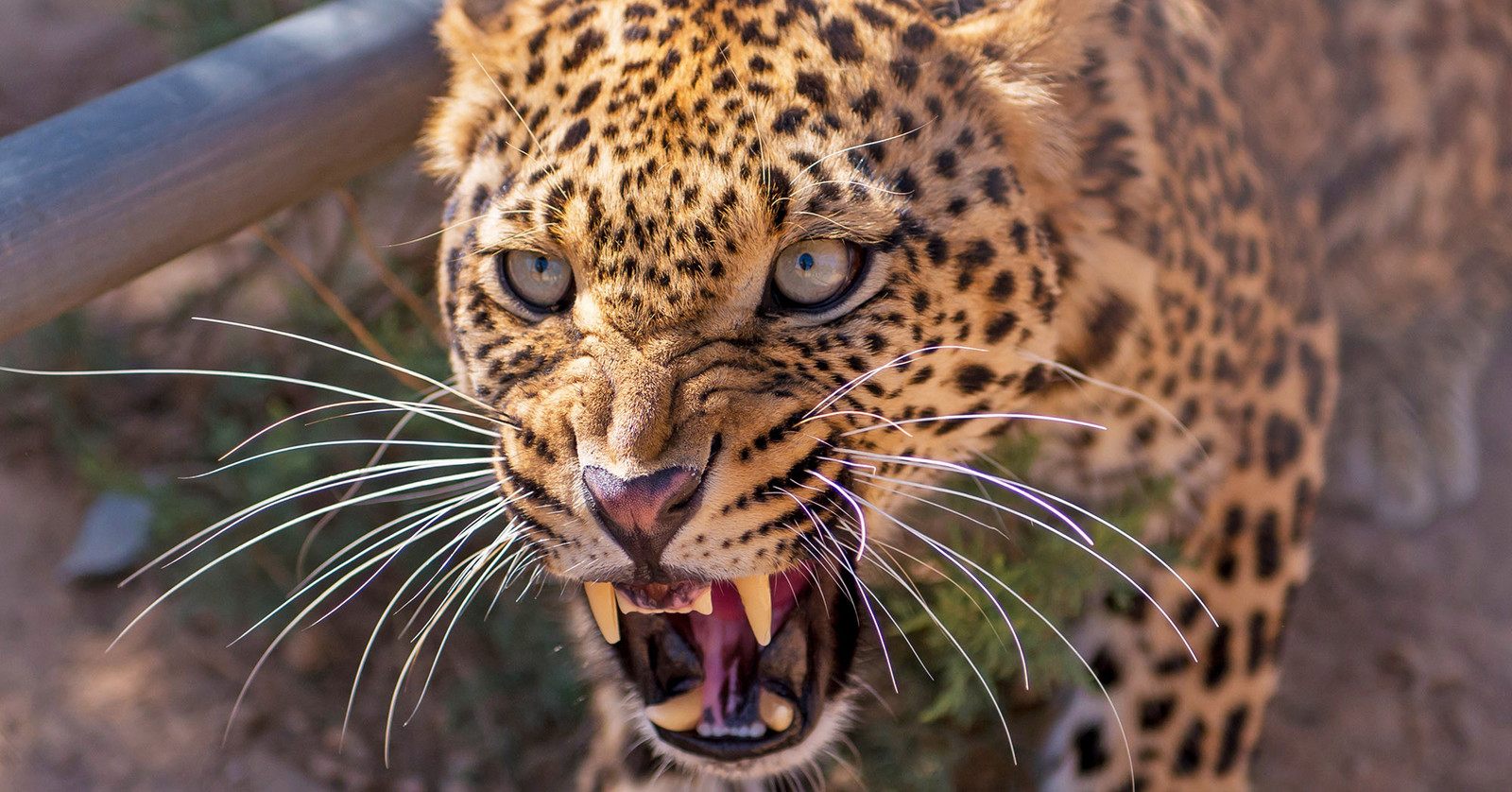 leopard-kills-decapitates-boy-3-in-india-after-animal-sneaks-inside-kitchen-new-york-post.jpg